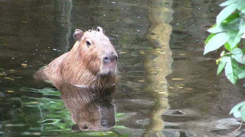 Large Capybara Water Capybara Largest Rodent Stock Footage Video (100%  Royalty-free) 527293 | Shutterstock