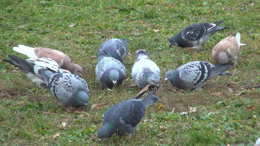 Swallowing Doves