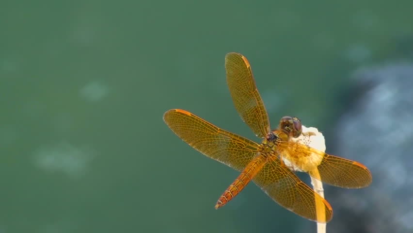 Dragonfly, Mexican Amberwing, Lands, Takes Stock Footage Video (100% ...