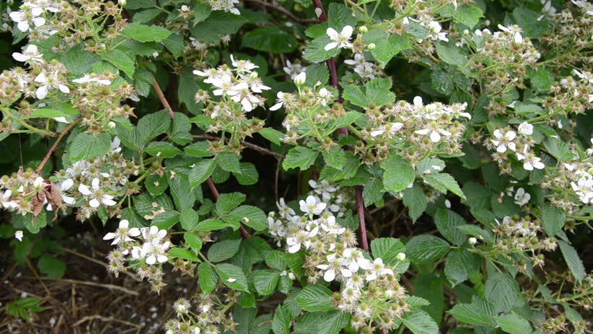 Beautiful Spring Viburnum Bush White Flowers In Wind Stock Footage Deflorate Green Blackberry Bush In The Rain Dropping Small White Petals Closeup Hd Stock