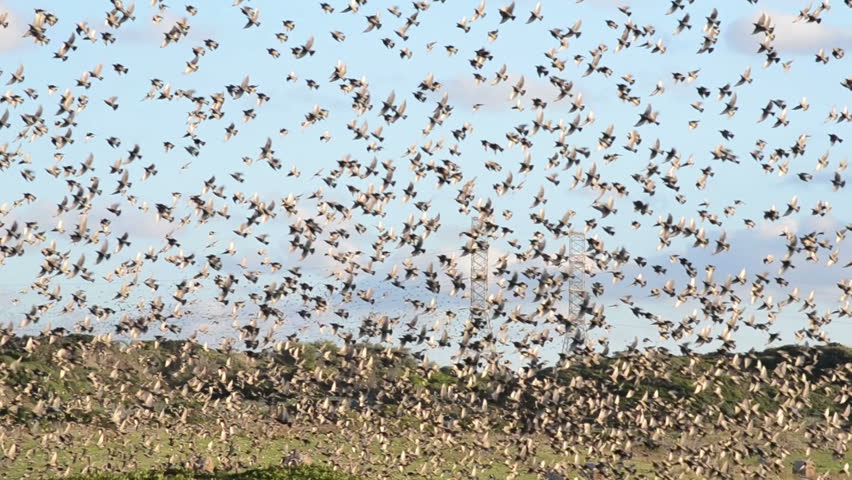 flocks of blackbirds