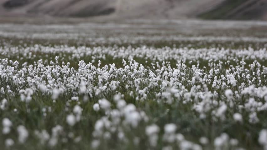 White and of black pictures flowers White and of black pictures flowers