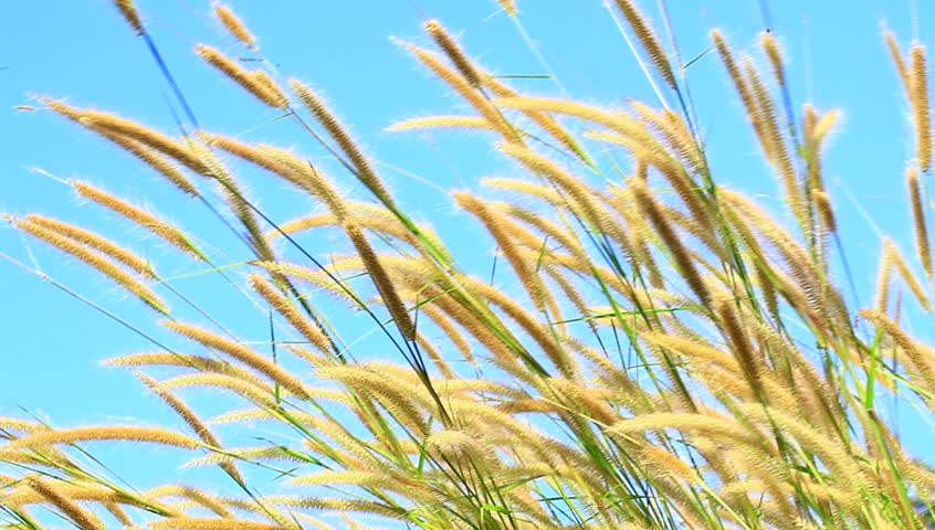 Header of windblown