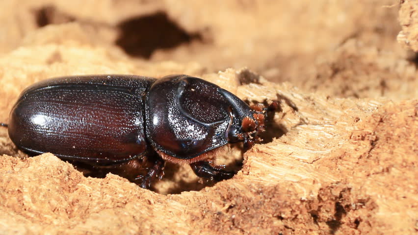 Header of beetle