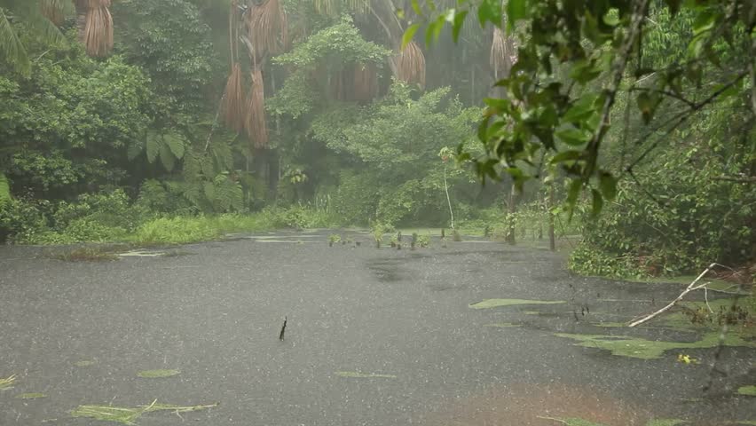Video Clip Of Heavy Rainfall In The Jungle Of The Amazon Basin. Iquitos