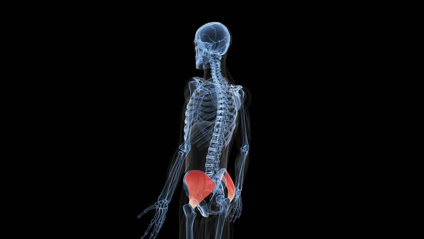 Header of musculus