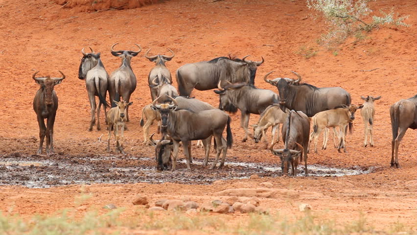 running sheep with cattle