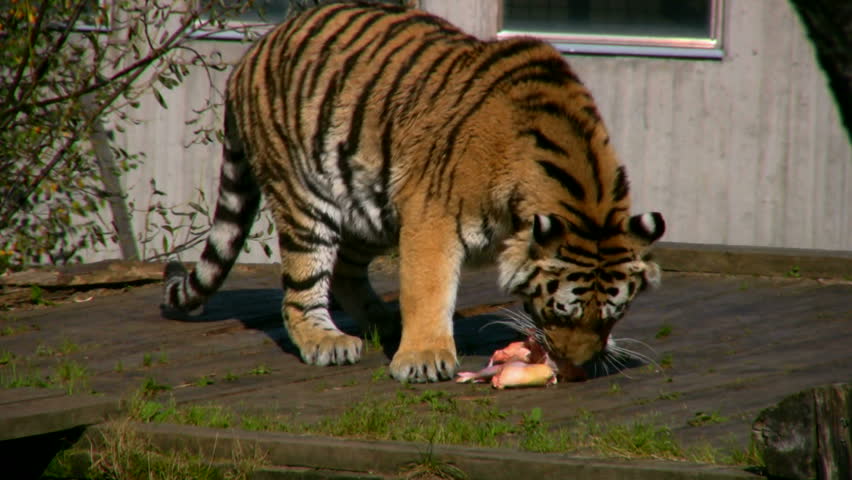 Siberian Tiger Eating Meat 2 Stock Footage Video (100% Royalty-free