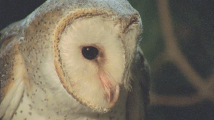 Barn Owl Face Beak Eyes Stock Footage Video 100 Royalty