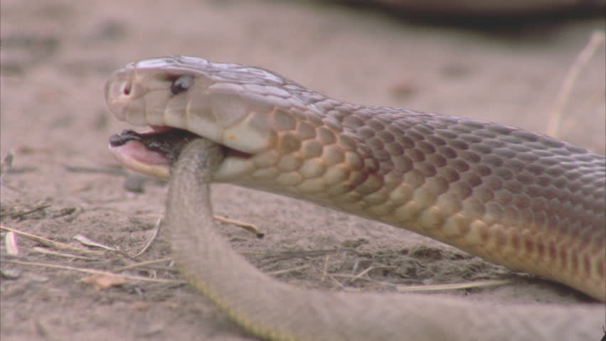 King Brown Snake Approaches Inland Taipan Snake Stock Footage Video ...