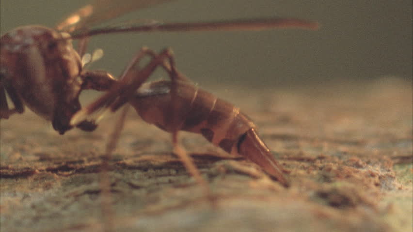 Header of ovipositor