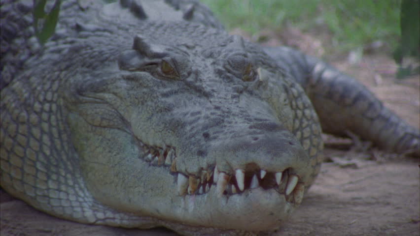Header of croc