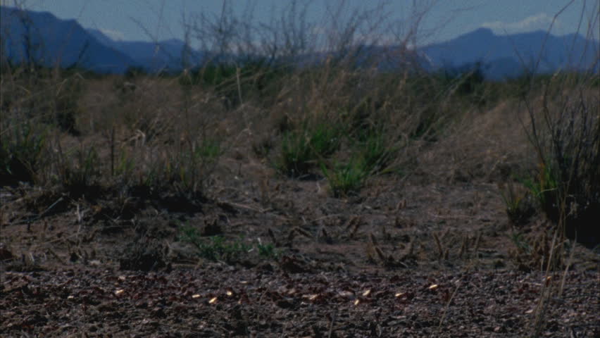 Header of POGO