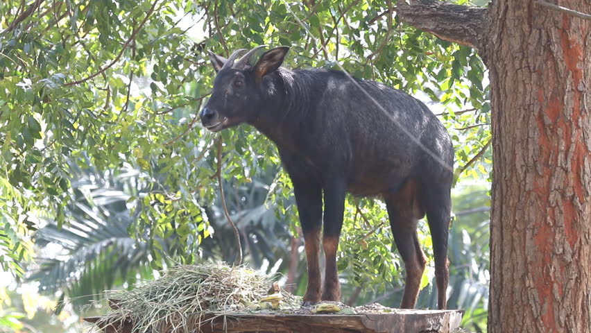 Header of serow