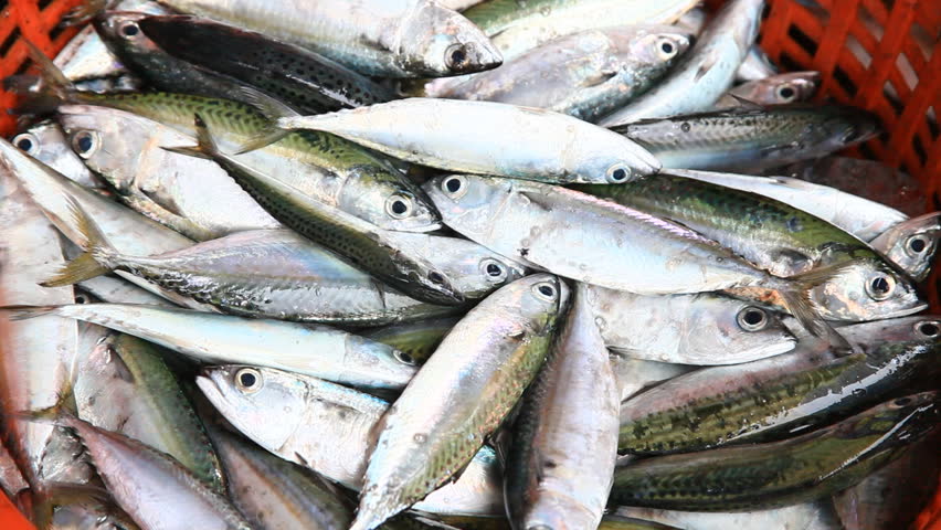 Fresh Catch Jack Mackerel. Fish Dock And Fresh Fishes. A Lot Of Small 