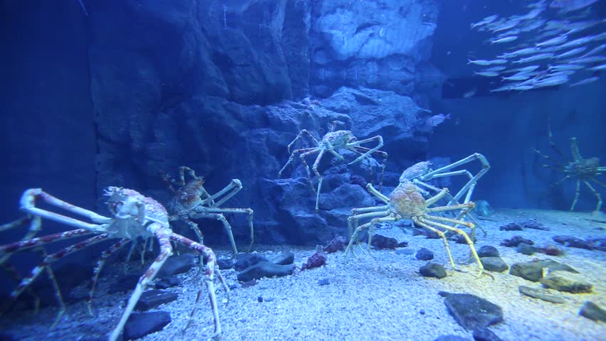 The Japanese giant spider crab (Macrocheira kaempferi) in Osaka | Shutterstock