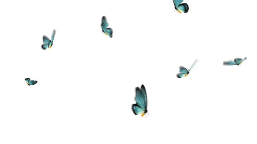 Бабочки летают вокруг. Стая бабочек на прозрачном фоне. Летающие бабочки на прозрачном фоне. Бабочка летит. Бабочки летящие вверх.