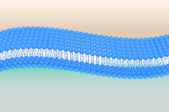 Header of bilayer
