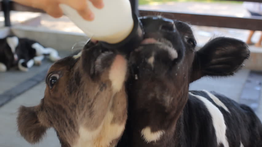 Calf is Drinking Milk Stock Footage Video (100% Royalty-free) 5910743 ...