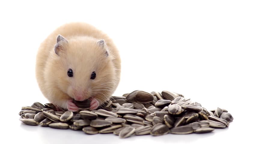 sunflower seed for hamster