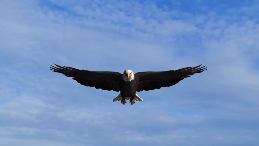 American Bald Eagle Hunting Flying In A Blue Sky Stock Footage Video ...