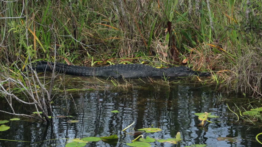 American Alligator Everglades NP Swamp. Largest Tropical Wilderness ...