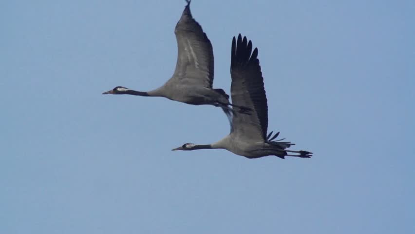 Common Crane Slow Motion Stock Footage Video (100% Royalty-free ...