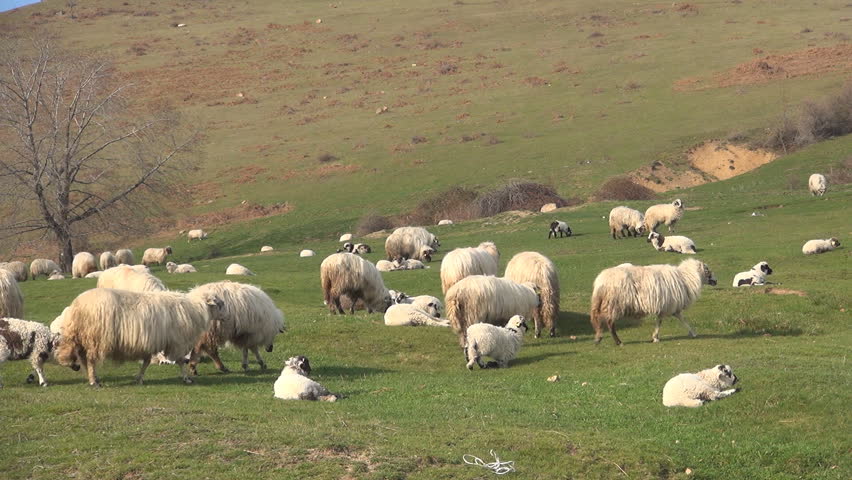 Herding Sheep In Mountains, Flock Of Lambs Grazing Hill, Pastoral ...