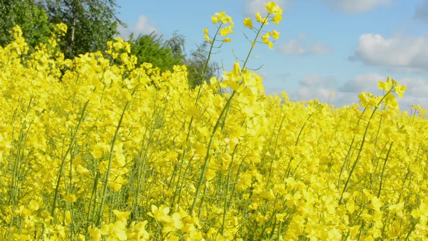 Track Along Yellow Oil Seed Rape Crop Flowers Ing In The Wind Field Of Plants Hd Stock Footage Clip