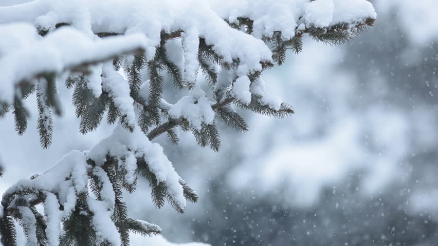 Winter snow and forest and trees image - Free stock photo - Public ...