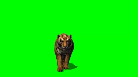 Hãy xem video về hổ để tìm hiểu về một trong những loài động vật hoang dã đẹp nhất của thế giới.