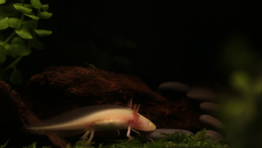 Axolotl cookie cutterAmbystoma mexicanum Mexican Walking Fish salamander pet