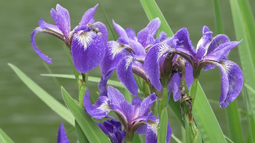 Spider Flower Cleome Hleriana Sometimes Called Purple Iris Flowers After The Rain 4k Uhd In Cinelike Gamma Flatter Profile Suitable