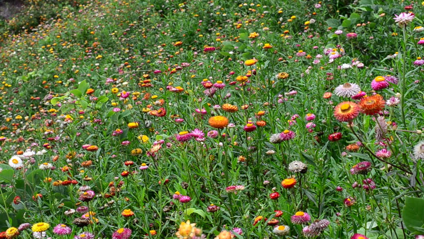 Header of strawflower