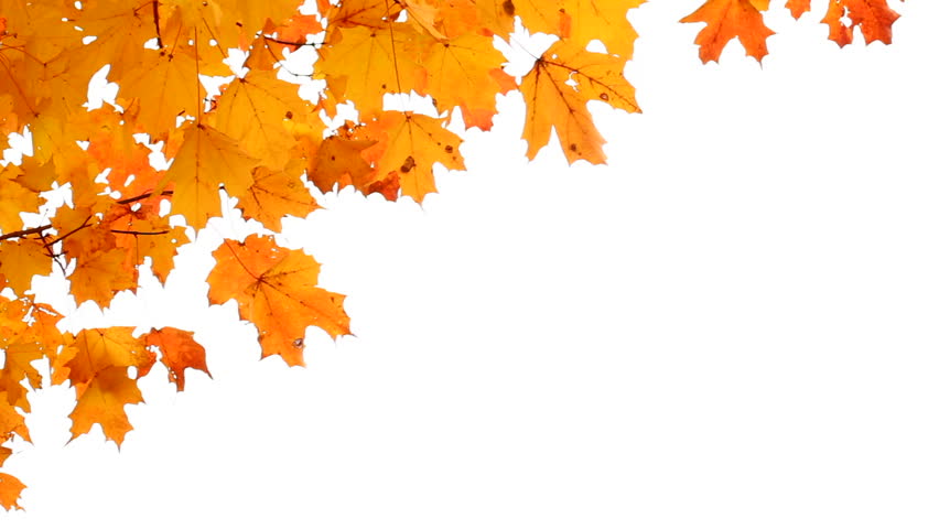 Orange Autumn Leaves Fall To The Ground. Soft And Subtle Background
