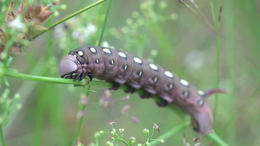 Dark Gray Caterpillar With White Stock Footage Video 100 Royalty