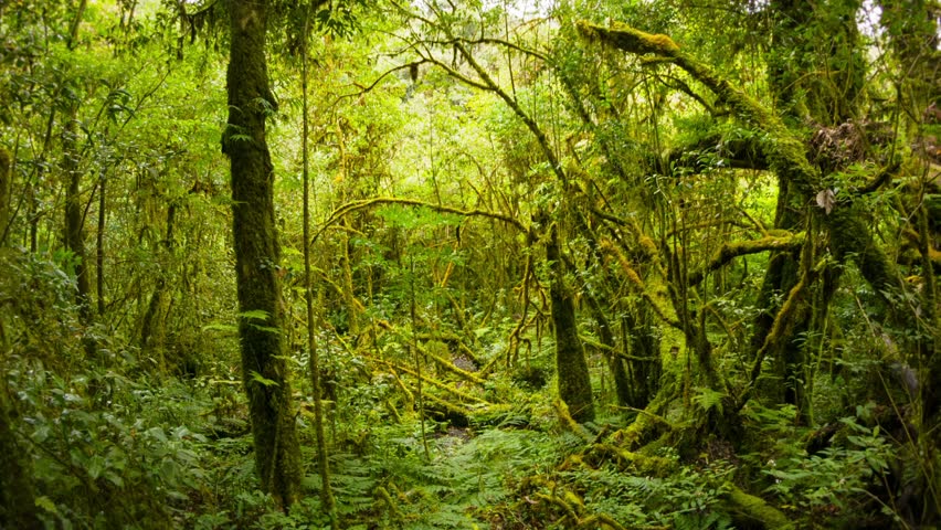 In The Rainforest There Is A Huge Tree, Malaysia Stock Footage Video ...