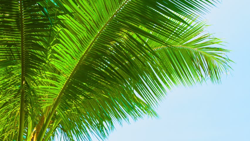 Animation Palm Tree Leaves Rustling In The Wind, With An Alpha Channel