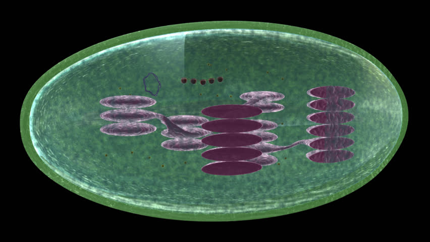 Chloroplast definition/meaning