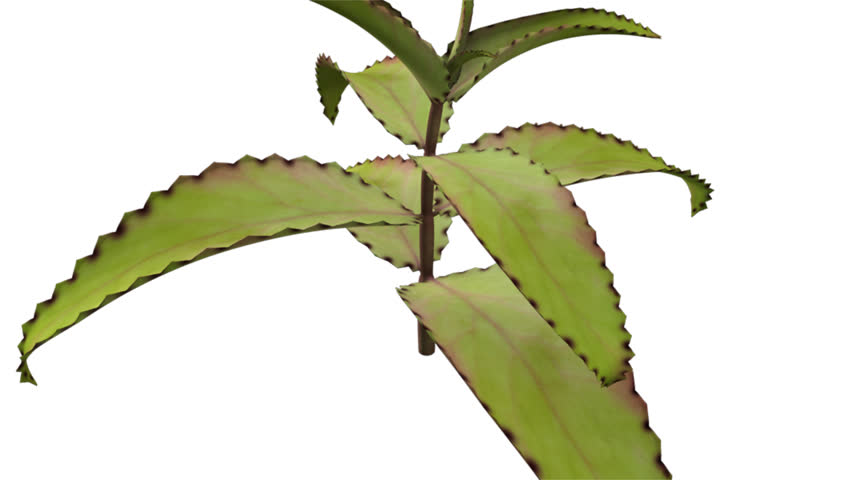 Header of Bryophyllum