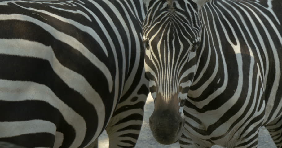 Close up of Two Zebra Stock Footage Video (100% Royalty-free) 7250563 ...