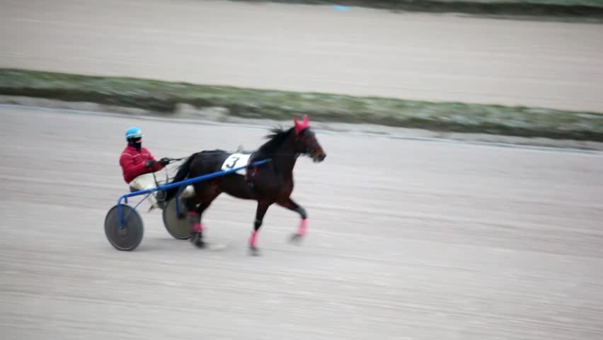 Header of horsy