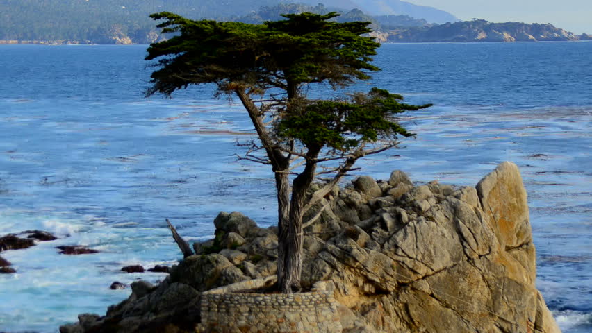 Time Lapse Of Lone Cypress Stock Footage Video 100 Royalty Free Time Lapse Of Lone Cypress Stock Footage Video 100 Royalty Free 7282183 Shutterstock