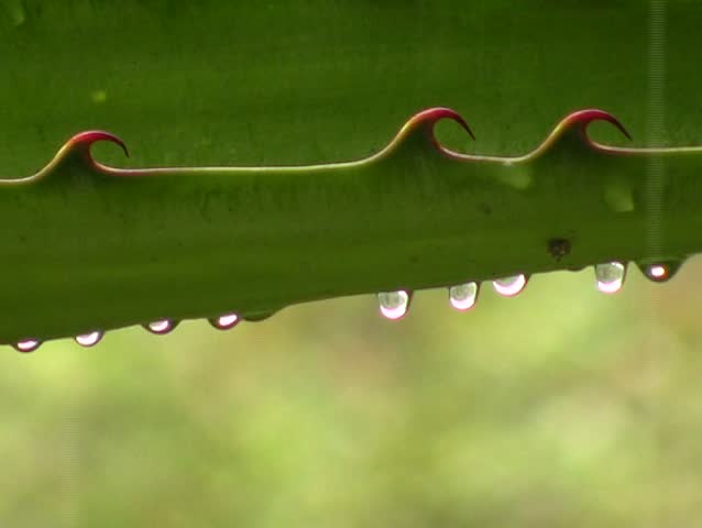 Header of Agavaceae
