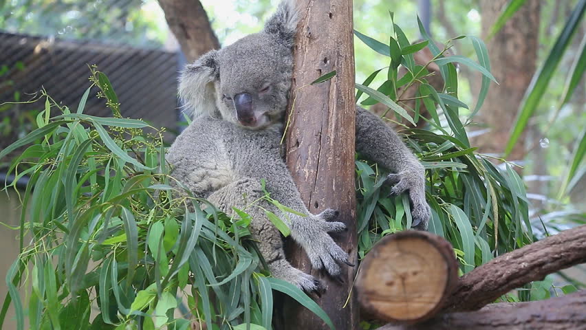 Cute Koala Bear Sleeping On Tree