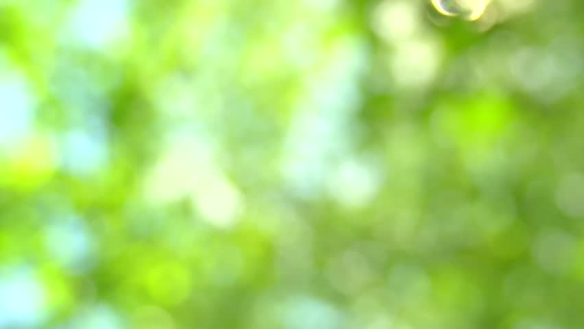 Defocus Nature Green Bokeh, Defocused Abstract Nature Background With ...