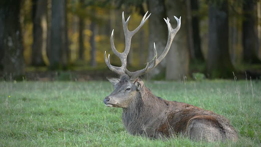 European Red Deer (cervus Elaphus) In Rut, Dominant Bull Bugling At ...