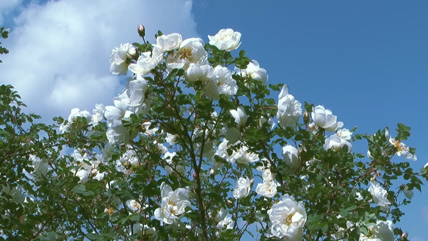 Bush Of White Roses On Stock Footage Video 100 Royalty Free