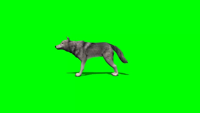 Wolf Howling Isolated Stock Footage Video | Shutterstock