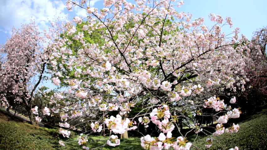 Tree Cherry Blossom Japanese Sakura Stock Footage Video 100